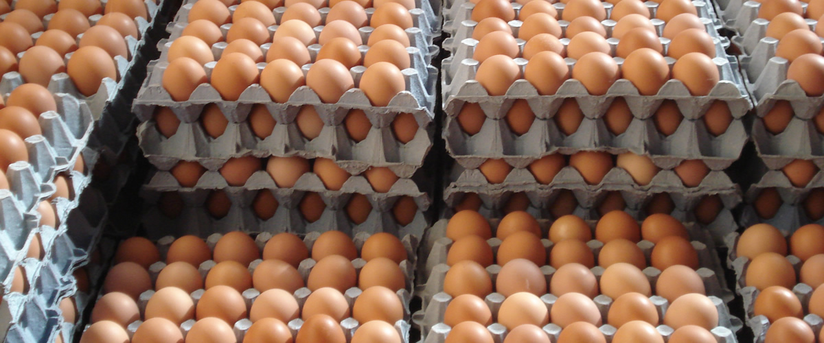 Fresh Free Range Eggs....